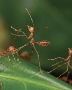Insects Of Mount Wilhelm 29 Insects Of Mount Wilhelm -Wildlife Professional Books 233076 12