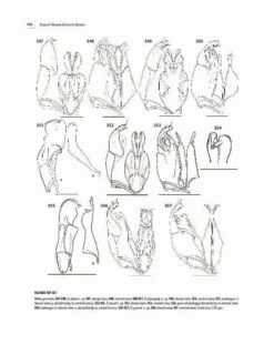 Insects Of Mount Wilhelm 30 Insects Of Mount Wilhelm -Wildlife Professional Books 233076 13