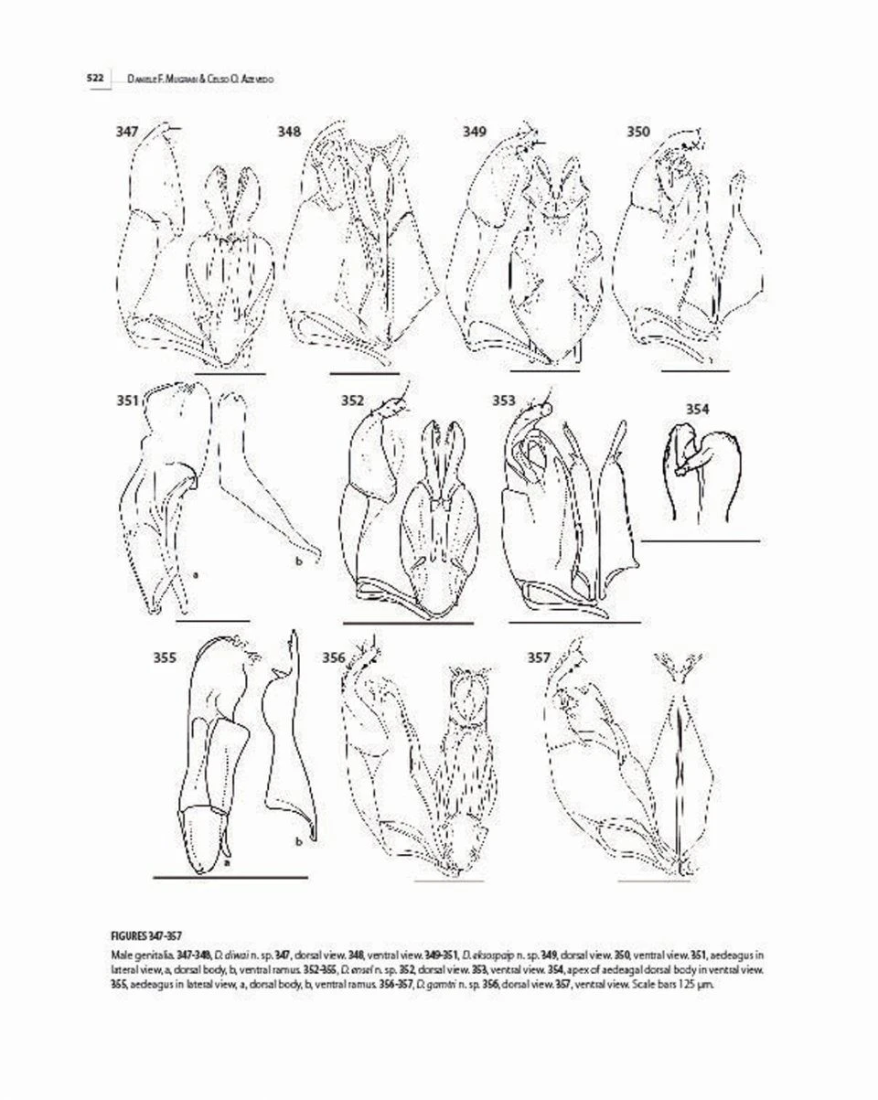 Insects Of Mount Wilhelm 16 Insects Of Mount Wilhelm - Image 14