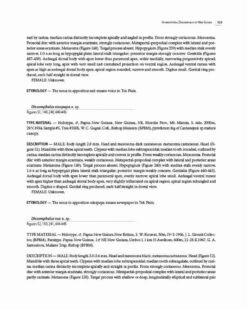 Insects Of Mount Wilhelm 31 Insects Of Mount Wilhelm -Wildlife Professional Books 233076 14