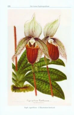 The Genus Paphiopedilum 13 The Genus Paphiopedilum -Wildlife Professional Books 233125 5