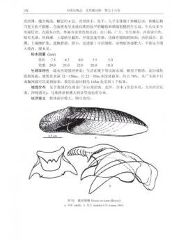 Fauna Sinica Invertebrata, Volume 56: Mollusca, Gastropoda, Strombacea & Naticacea [Chinese] -Wildlife Professional Books 233388 3