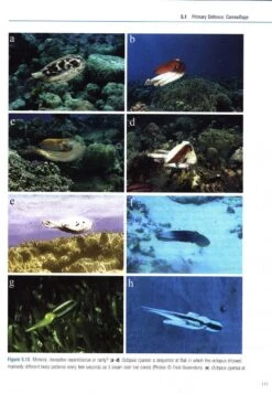 Cephalopod Behaviour 13 Cephalopod Behaviour -Wildlife Professional Books 234830 3