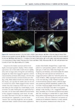 Cephalopod Behaviour 14 Cephalopod Behaviour -Wildlife Professional Books 234830 4