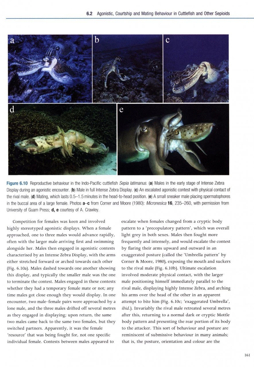 Cephalopod Behaviour 8 Cephalopod Behaviour - Image 6