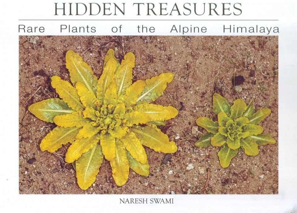 Hidden Treasures 3 Hidden Treasures