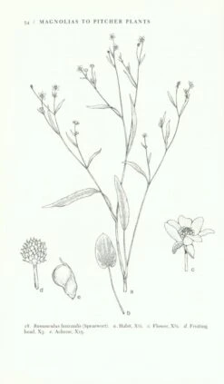 The Illustrated Flora Of Illinois: Flowering Plants: Magnolias To Pitcher Plants 6 The Illustrated Flora Of Illinois: Flowering Plants: Magnolias To Pitcher Plants -Wildlife Professional Books 235160 1