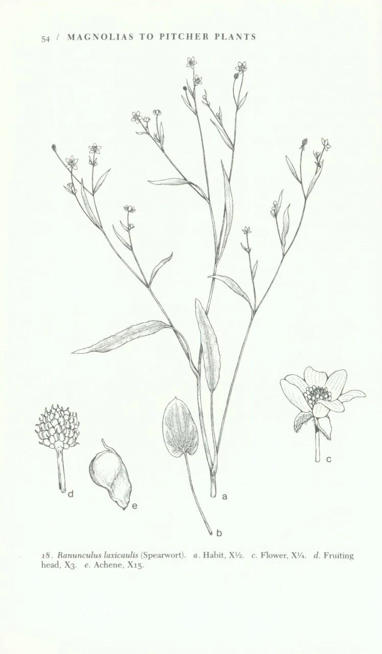 The Illustrated Flora Of Illinois: Flowering Plants: Magnolias To Pitcher Plants 4 The Illustrated Flora Of Illinois: Flowering Plants: Magnolias To Pitcher Plants - Image 2
