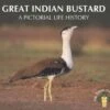 Great Indian Bustard 1 Great Indian Bustard -Wildlife Professional Books 235182