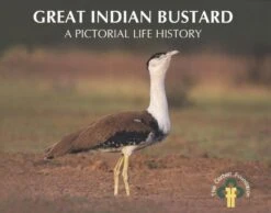 Great Indian Bustard