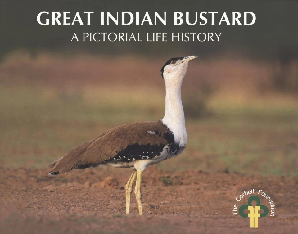 Great Indian Bustard 3 Great Indian Bustard