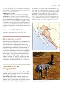 Lagomorphs 8 Lagomorphs -Wildlife Professional Books 235471 1