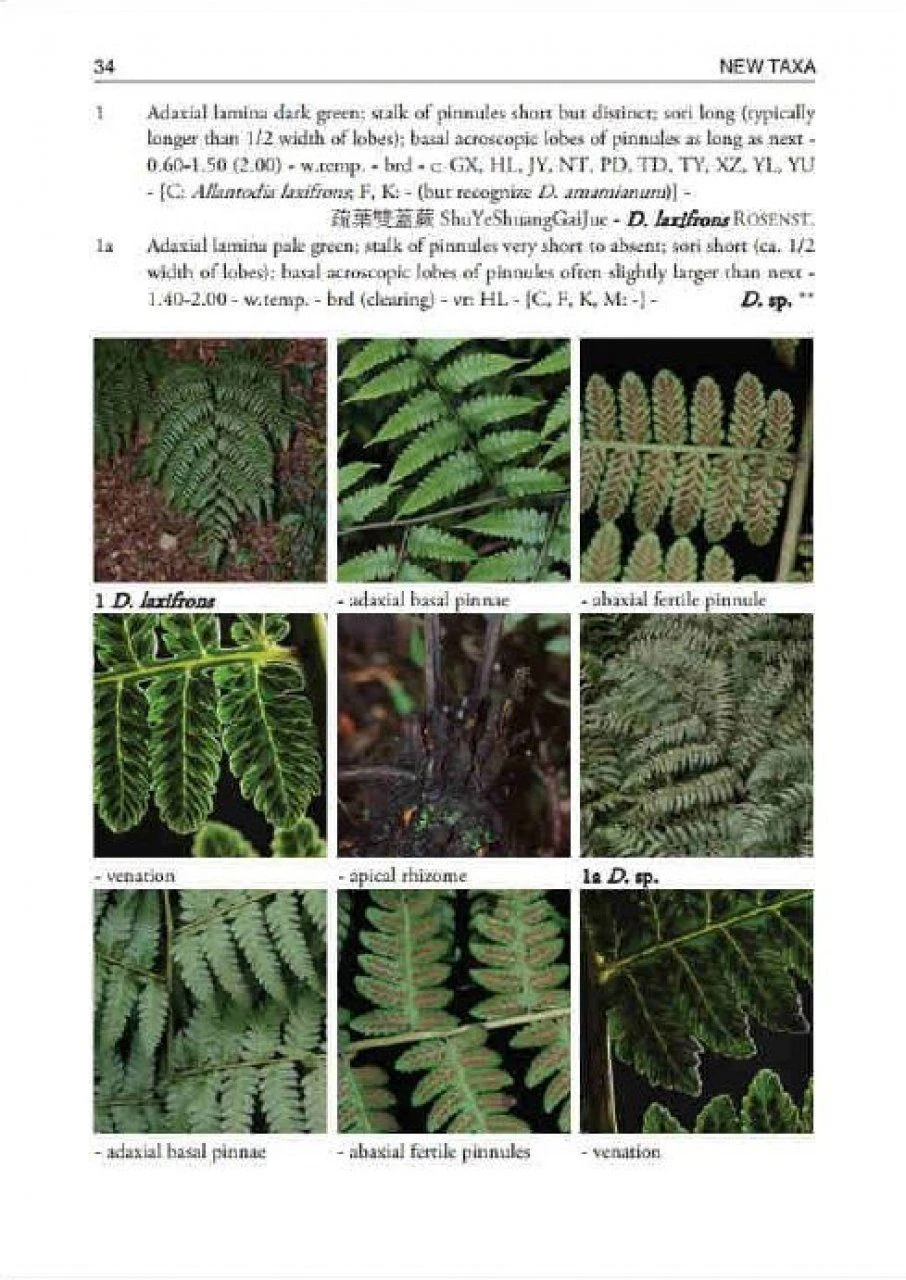 Ferns And Fern Allies Of Taiwan – Second Supplement 4 Ferns And Fern Allies Of Taiwan – Second Supplement - Image 2