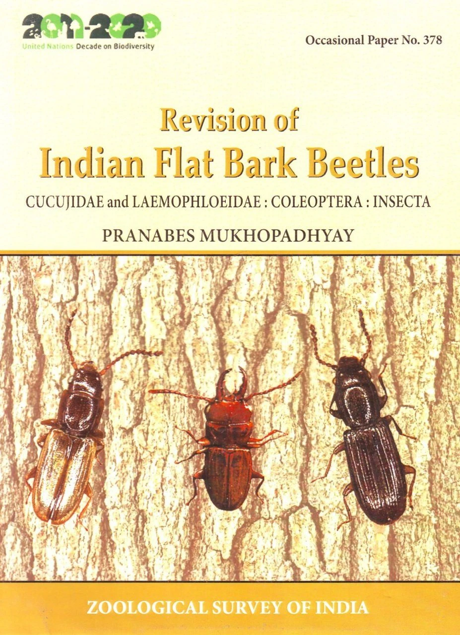 Revision Of Indian Flat Bark Beetles 3 Revision Of Indian Flat Bark Beetles