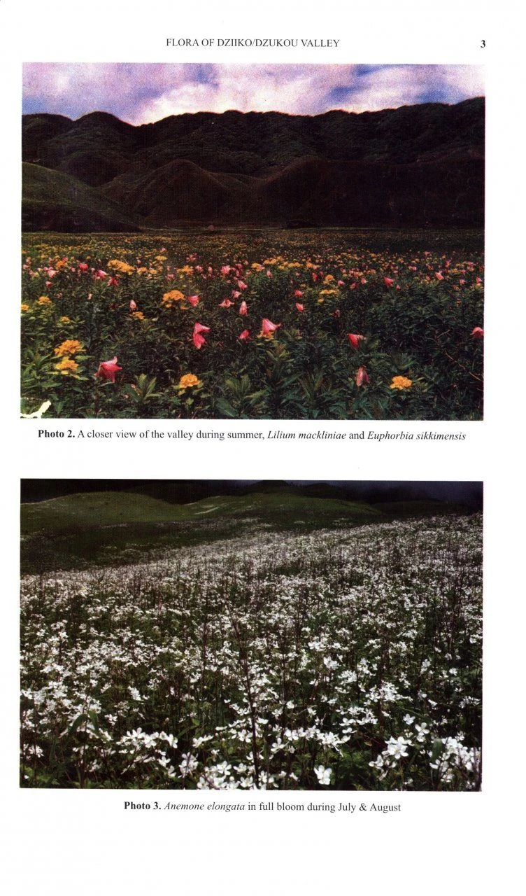 Flora Of Dziiko/Dzukou Valley 5 Flora Of Dziiko/Dzukou Valley - Image 3
