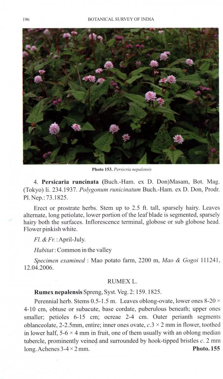 Flora Of Dziiko/Dzukou Valley 6 Flora Of Dziiko/Dzukou Valley - Image 4