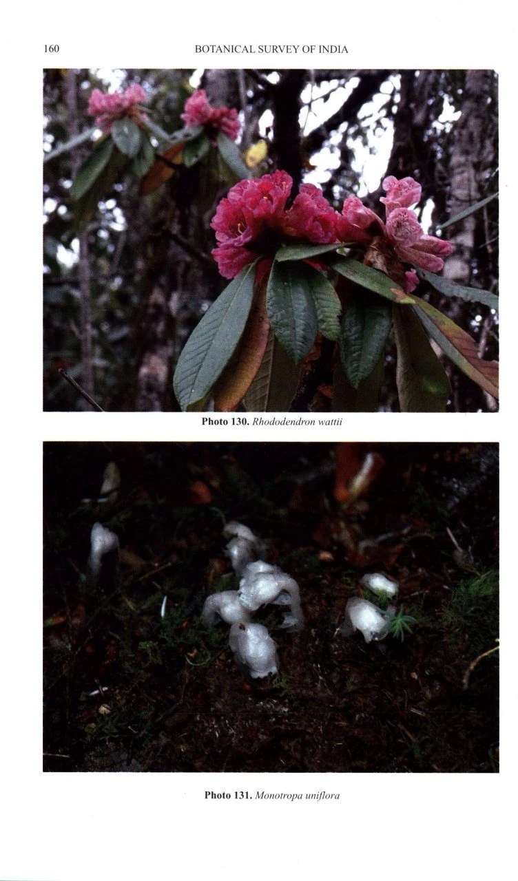 Flora Of Dziiko/Dzukou Valley 8 Flora Of Dziiko/Dzukou Valley - Image 6
