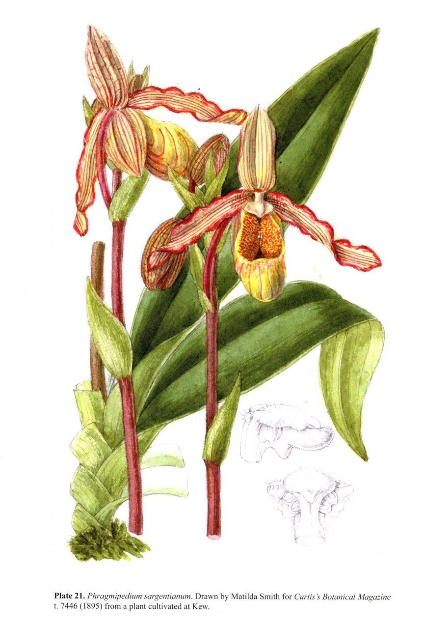 Slipper Orchids Of The Tropical Americas 4 Slipper Orchids Of The Tropical Americas - Image 2