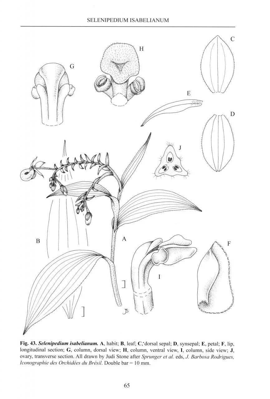 Slipper Orchids Of The Tropical Americas 5 Slipper Orchids Of The Tropical Americas - Image 3