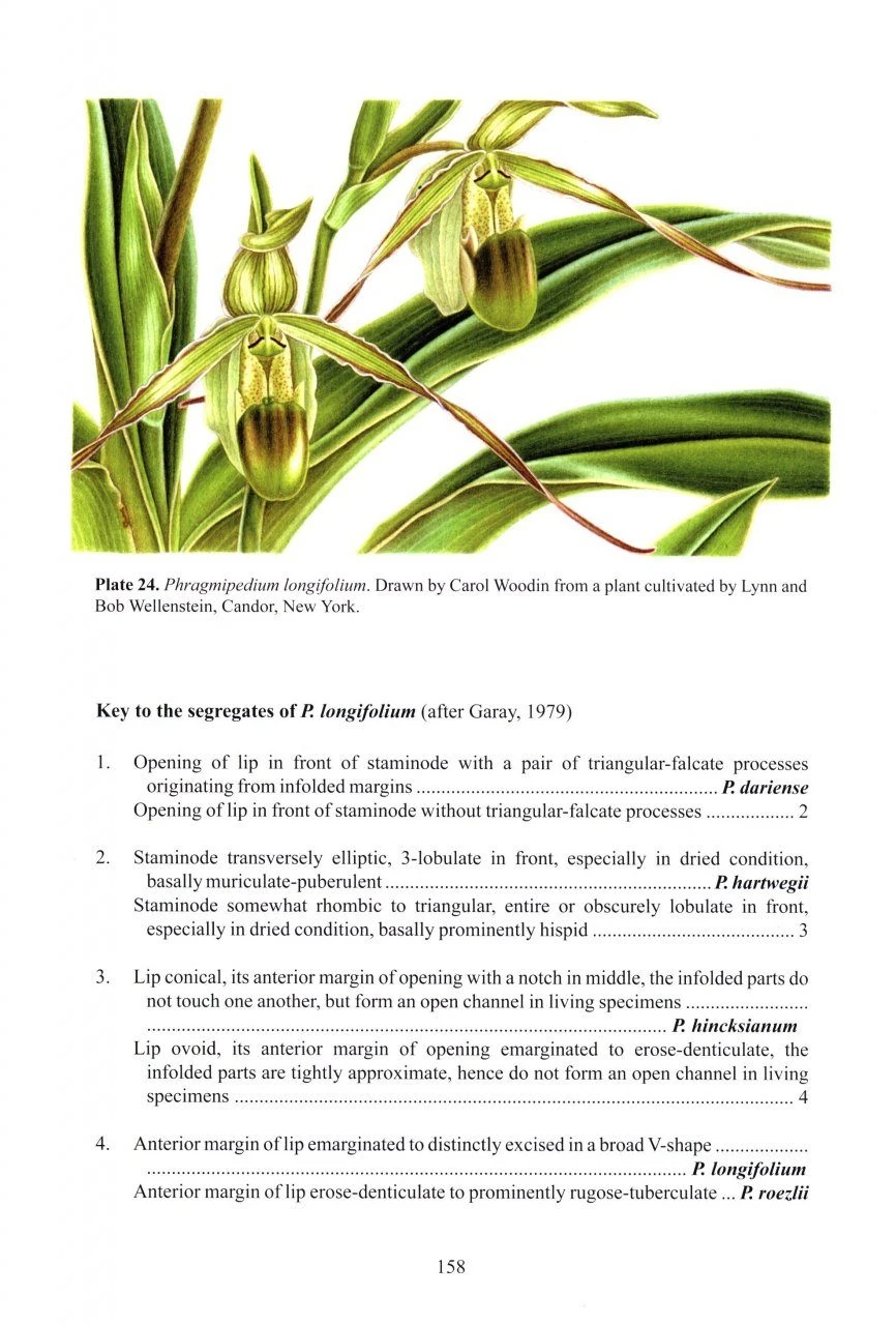 Slipper Orchids Of The Tropical Americas 7 Slipper Orchids Of The Tropical Americas - Image 5