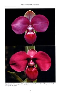 Slipper Orchids Of The Tropical Americas 13 Slipper Orchids Of The Tropical Americas -Wildlife Professional Books 236735 5