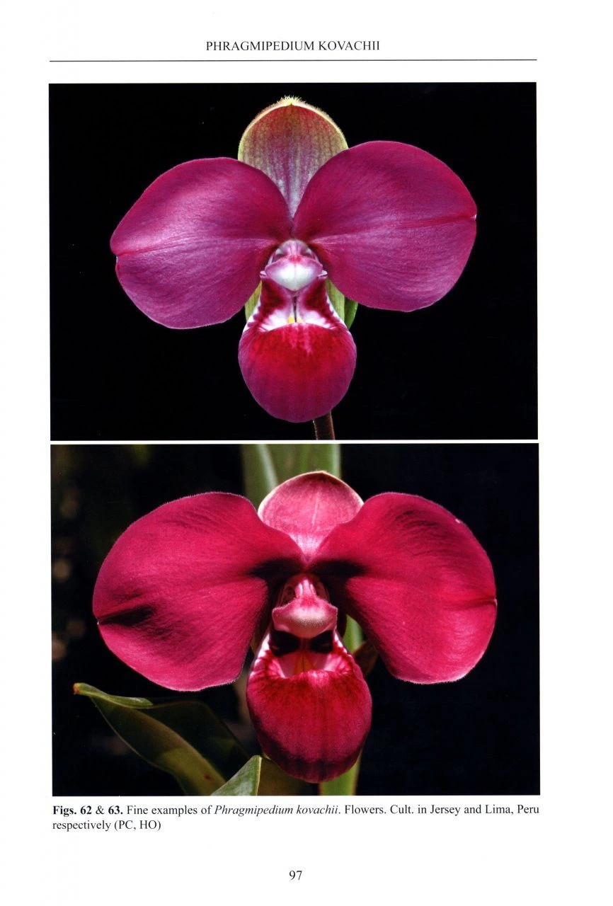 Slipper Orchids Of The Tropical Americas 8 Slipper Orchids Of The Tropical Americas - Image 6
