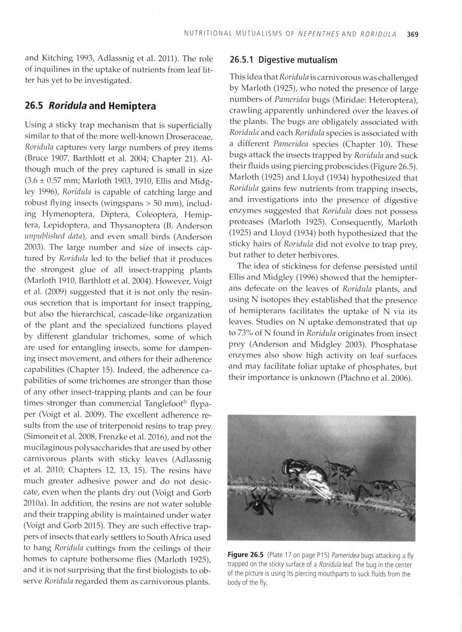 Carnivorous Plants 4 Carnivorous Plants - Image 2