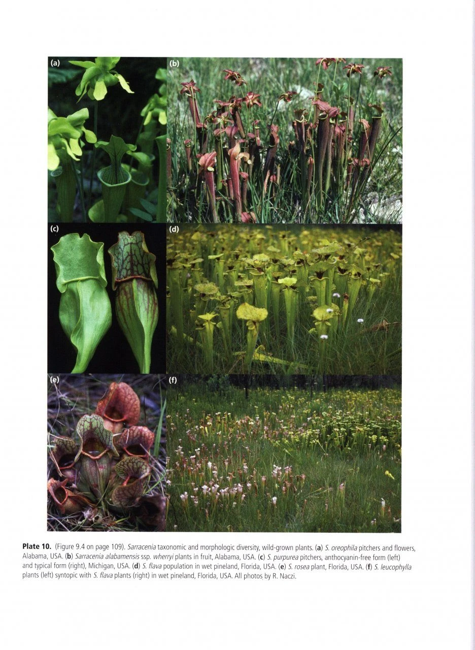 Carnivorous Plants 5 Carnivorous Plants - Image 3
