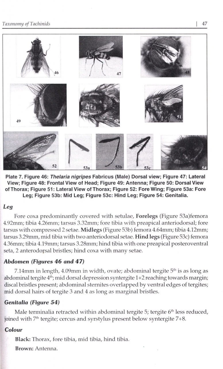 Indian Tachinid Flies 4 Indian Tachinid Flies - Image 2