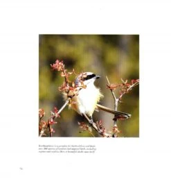 Silent Sentinels Of Ranthambhore 13 Silent Sentinels Of Ranthambhore -Wildlife Professional Books 238118 3