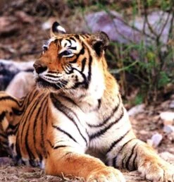 Silent Sentinels Of Ranthambhore 14 Silent Sentinels Of Ranthambhore -Wildlife Professional Books 238118 4