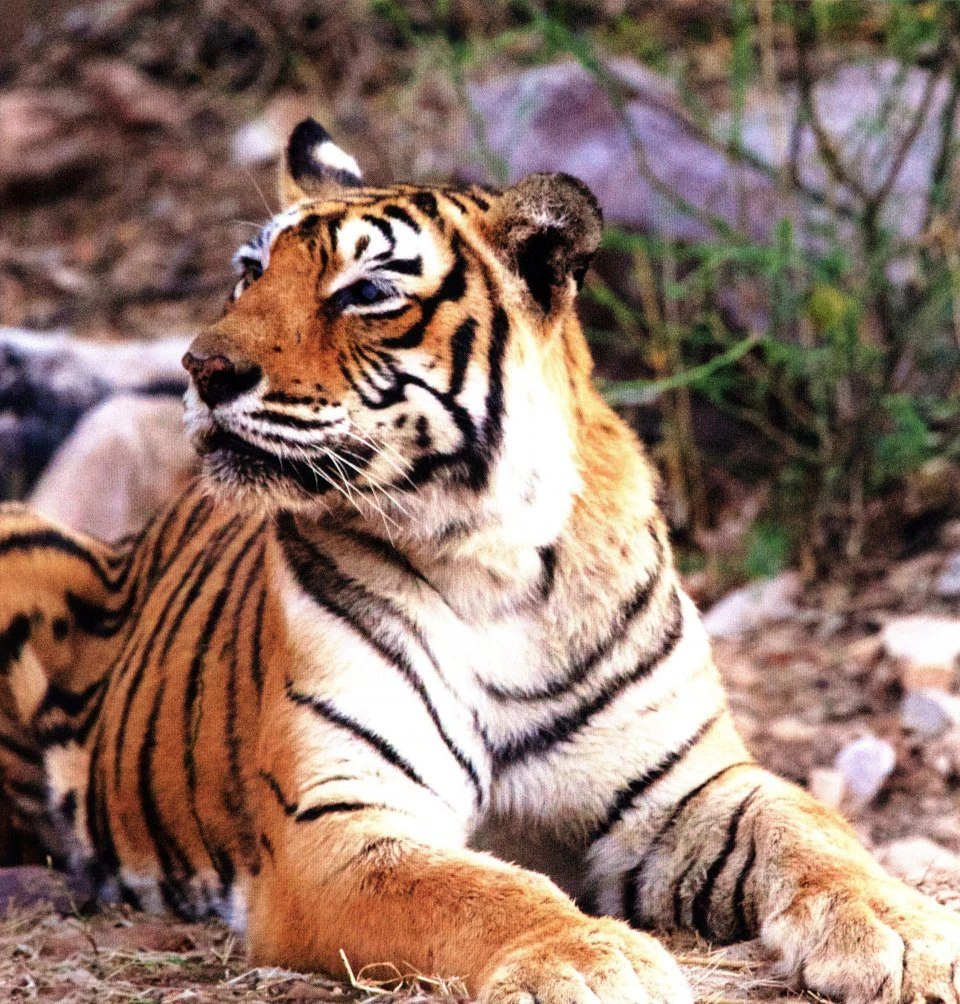 Silent Sentinels Of Ranthambhore 7 Silent Sentinels Of Ranthambhore - Image 5