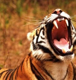 Silent Sentinels Of Ranthambhore 15 Silent Sentinels Of Ranthambhore -Wildlife Professional Books 238118 5