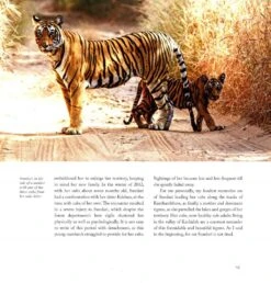 Silent Sentinels Of Ranthambhore 16 Silent Sentinels Of Ranthambhore -Wildlife Professional Books 238118 6