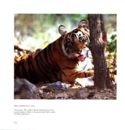 Silent Sentinels Of Ranthambhore 17 Silent Sentinels Of Ranthambhore -Wildlife Professional Books 238118 7