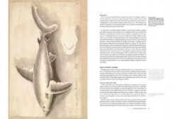 Charles Plumier (1646-1704) And His Drawings Of French And Caribbean Fishes / Charles Plumier (1646-1704) Et Ses Dessins De Poissons De France Et Des Antilles 7 Charles Plumier (1646-1704) And His Drawings Of French And Caribbean Fishes / Charles Plumier (1646-1704) Et Ses Dessins De Poissons De France Et Des Antilles -Wildlife Professional Books 238125 1