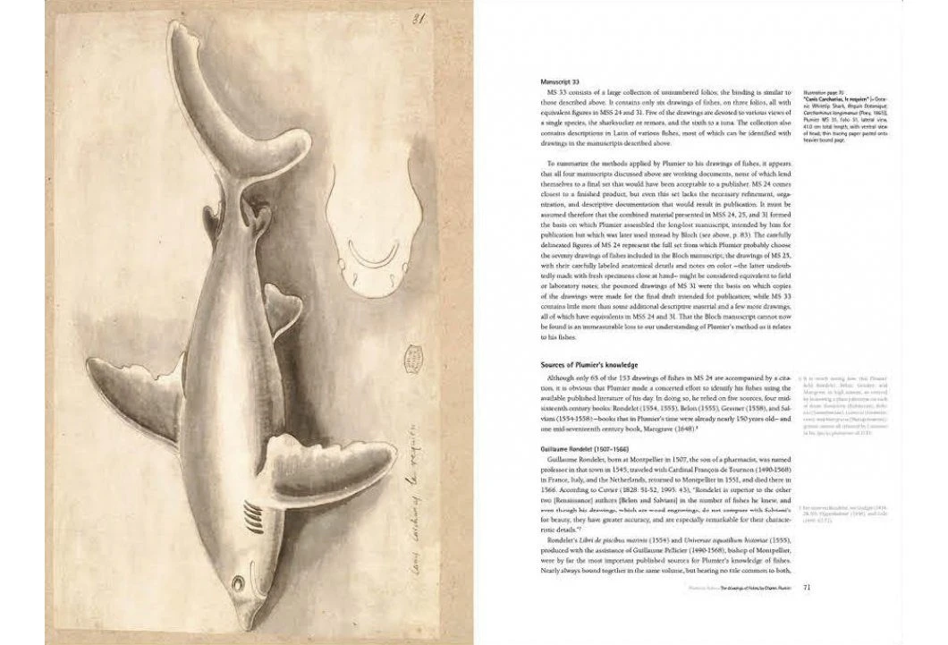 Charles Plumier (1646-1704) And His Drawings Of French And Caribbean Fishes / Charles Plumier (1646-1704) Et Ses Dessins De Poissons De France Et Des Antilles 4 Charles Plumier (1646-1704) And His Drawings Of French And Caribbean Fishes / Charles Plumier (1646-1704) Et Ses Dessins De Poissons De France Et Des Antilles - Image 2