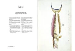 Charles Plumier (1646-1704) And His Drawings Of French And Caribbean Fishes / Charles Plumier (1646-1704) Et Ses Dessins De Poissons De France Et Des Antilles 9 Charles Plumier (1646-1704) And His Drawings Of French And Caribbean Fishes / Charles Plumier (1646-1704) Et Ses Dessins De Poissons De France Et Des Antilles -Wildlife Professional Books 238125 3