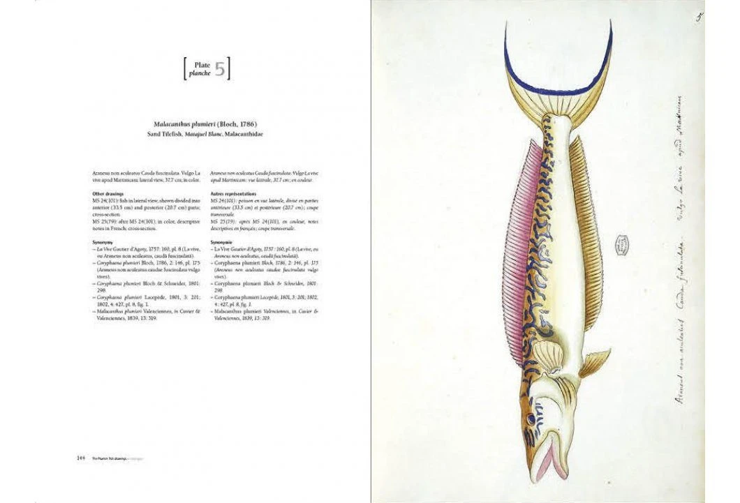Charles Plumier (1646-1704) And His Drawings Of French And Caribbean Fishes / Charles Plumier (1646-1704) Et Ses Dessins De Poissons De France Et Des Antilles 6 Charles Plumier (1646-1704) And His Drawings Of French And Caribbean Fishes / Charles Plumier (1646-1704) Et Ses Dessins De Poissons De France Et Des Antilles - Image 4
