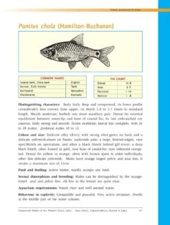 Ornamental Fishes Of The Western Ghats Of India -Wildlife Professional Books 238487 2