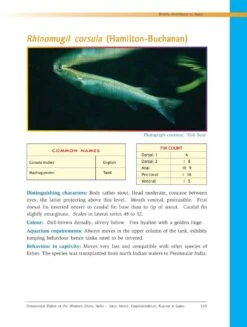 Ornamental Fishes Of The Western Ghats Of India -Wildlife Professional Books 238487 4