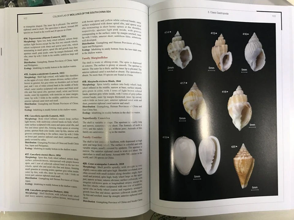 Color Atlas Of Molluscs Of The South China Sea 4 Color Atlas Of Molluscs Of The South China Sea - Image 2