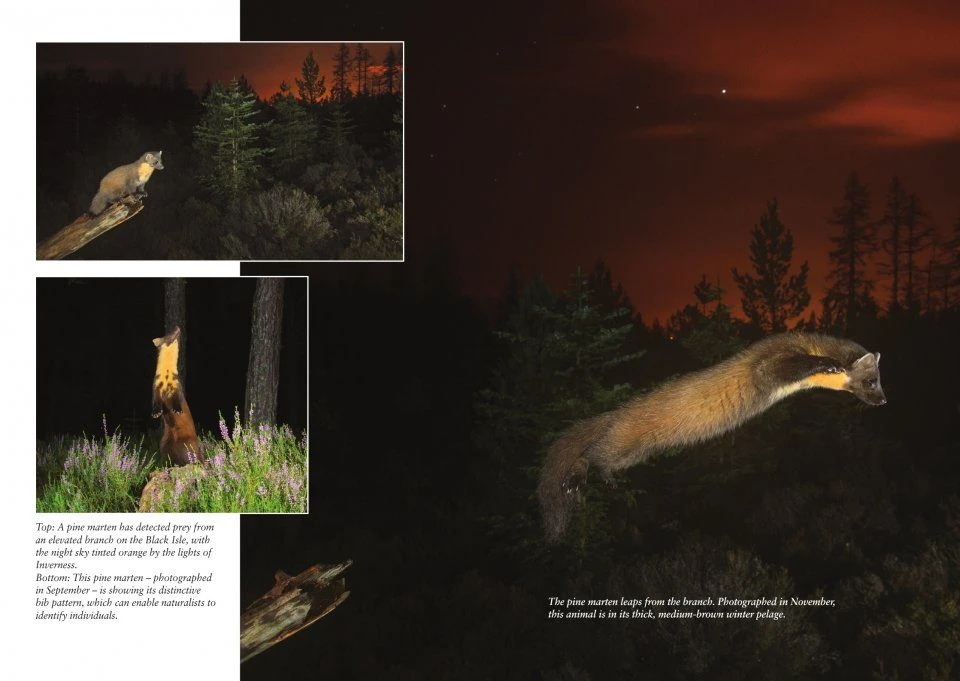 Pine Martens 4 Pine Martens - Image 2