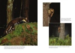 Pine Martens 9 Pine Martens -Wildlife Professional Books 238803 2