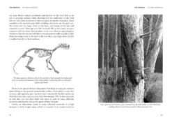 Pine Martens 10 Pine Martens -Wildlife Professional Books 238803 3