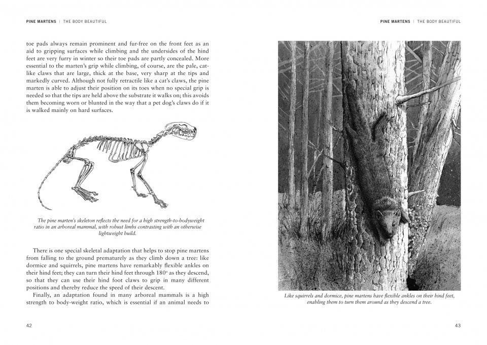 Pine Martens 6 Pine Martens - Image 4