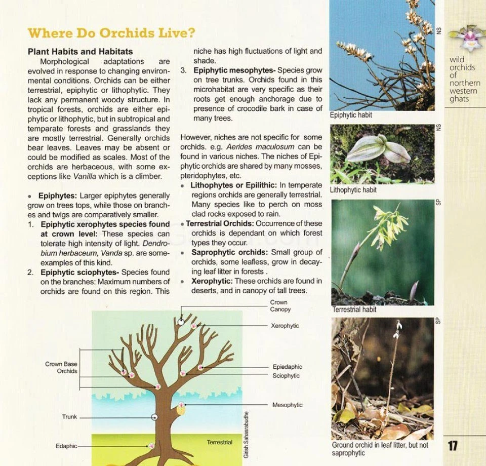 Wild Orchids Of Northern Western Ghats (Including Maharashtra, Goa And Belgaum) 6 Wild Orchids Of Northern Western Ghats (Including Maharashtra, Goa And Belgaum) - Image 4