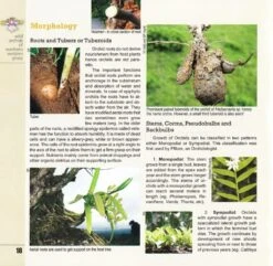 Wild Orchids Of Northern Western Ghats (Including Maharashtra, Goa And Belgaum) 16 Wild Orchids Of Northern Western Ghats (Including Maharashtra, Goa And Belgaum) -Wildlife Professional Books 239292 4