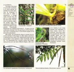Wild Orchids Of Northern Western Ghats (Including Maharashtra, Goa And Belgaum) 17 Wild Orchids Of Northern Western Ghats (Including Maharashtra, Goa And Belgaum) -Wildlife Professional Books 239292 5
