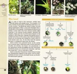 Wild Orchids Of Northern Western Ghats (Including Maharashtra, Goa And Belgaum) 18 Wild Orchids Of Northern Western Ghats (Including Maharashtra, Goa And Belgaum) -Wildlife Professional Books 239292 6